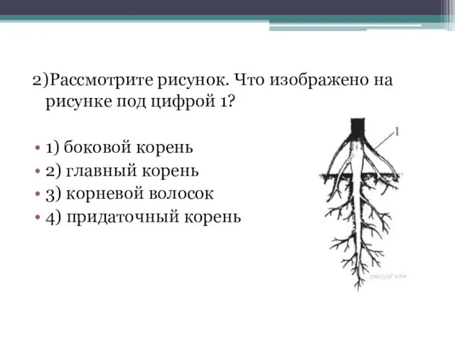 2)Рассмотрите рисунок. Что изображено на рисунке под цифрой 1? 1) боковой