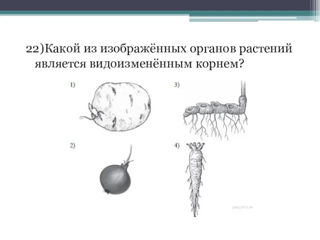 22)Какой из изображённых органов растений является видоизменённым корнем?