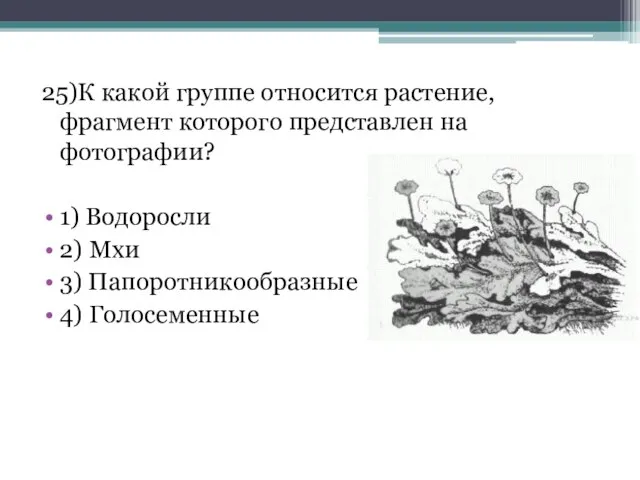 25)К какой группе относится растение, фрагмент которого представлен на фотографии? 1)