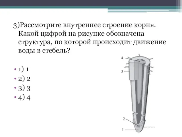 3)Рассмотрите внутреннее строение корня. Какой цифрой на рисунке обозначена структура, по