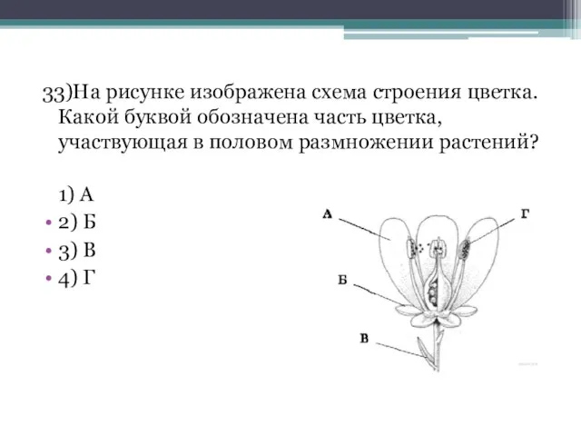 33)На рисунке изображена схема строения цветка. Какой буквой обозначена часть цветка,