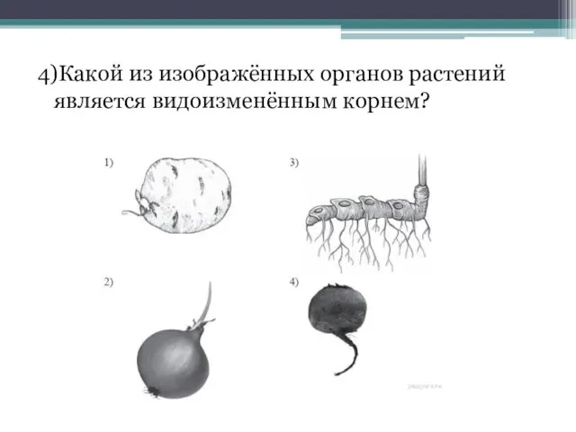 4)Какой из изображённых органов растений является видоизменённым корнем?