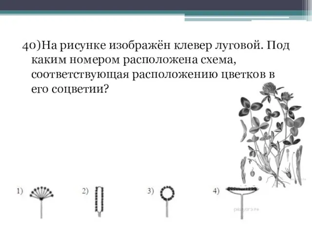 40)На рисунке изображён клевер луговой. Под каким номером расположена схема, соответствующая расположению цветков в его соцветии?