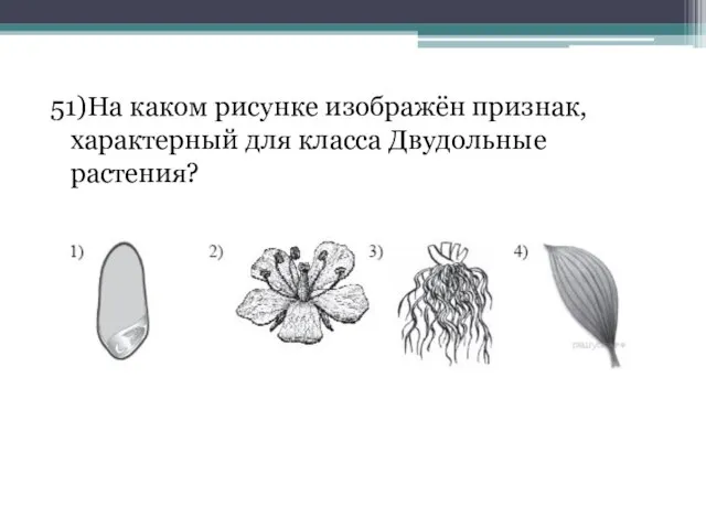 51)На каком рисунке изображён признак, характерный для класса Двудольные растения?