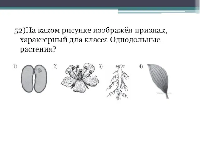 52)На каком рисунке изображён признак, характерный для класса Однодольные растения?