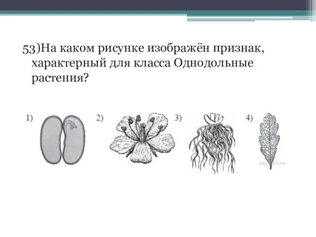 53)На каком рисунке изображён признак, характерный для класса Однодольные растения?