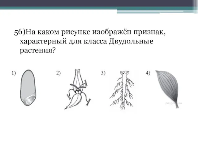 56)На каком рисунке изображён признак, характерный для класса Двудольные растения?