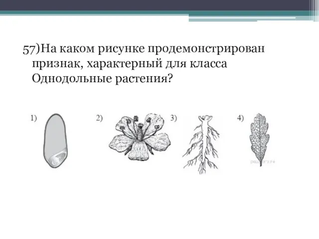 57)На каком рисунке продемонстрирован признак, характерный для класса Однодольные растения?