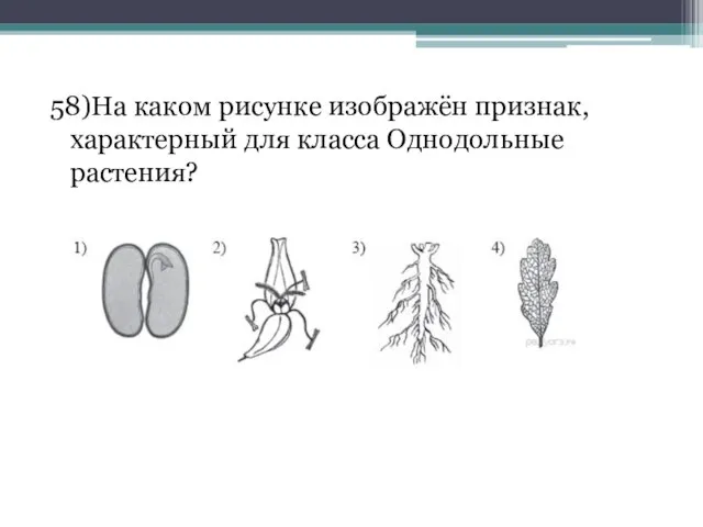 58)На каком рисунке изображён признак, характерный для класса Однодольные растения?