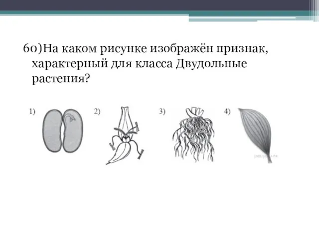 60)На каком рисунке изображён признак, характерный для класса Двудольные растения?