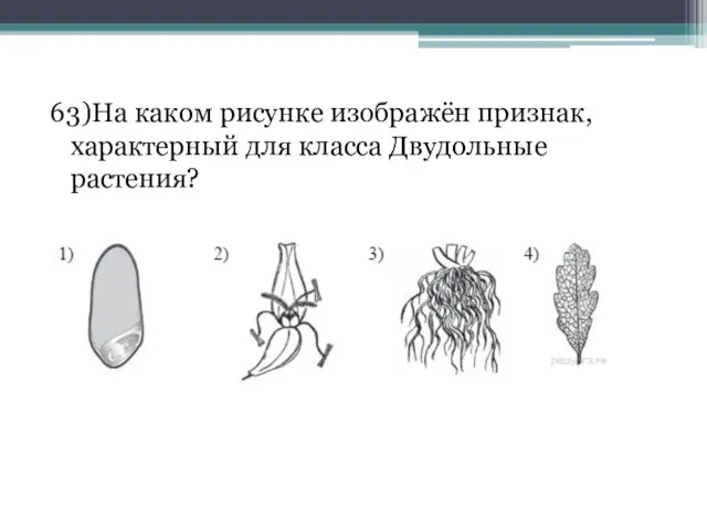 63)На каком рисунке изображён признак, характерный для класса Двудольные растения?