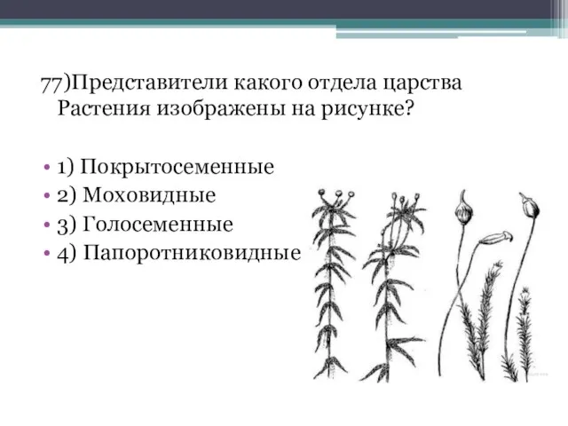 77)Представители какого отдела царства Растения изображены на рисунке? 1) Покрытосеменные 2) Моховидные 3) Голосеменные 4) Папоротниковидные