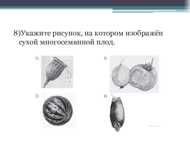 8)Укажите рисунок, на котором изображён сухой многосемянной плод.