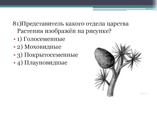 81)Представитель какого отдела царства Растения изображён на рисунке? 1) Голосеменные 2) Моховидные 3) Покрытосеменные 4) Плауновидные