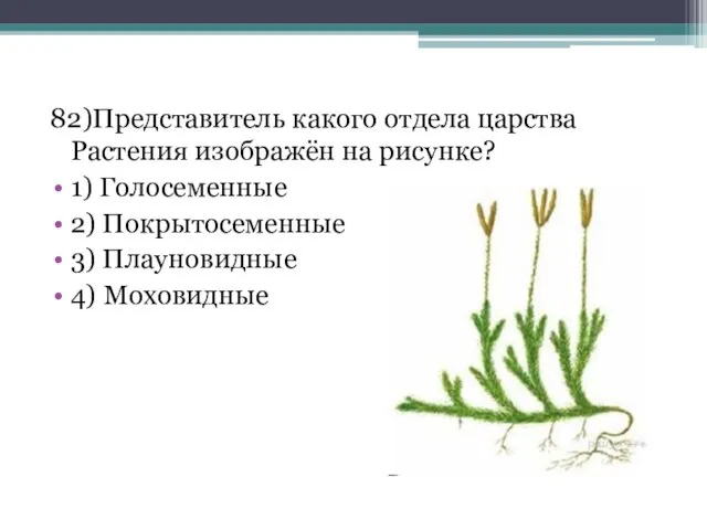 82)Представитель какого отдела царства Растения изображён на рисунке? 1) Голосеменные 2) Покрытосеменные 3) Плауновидные 4) Моховидные