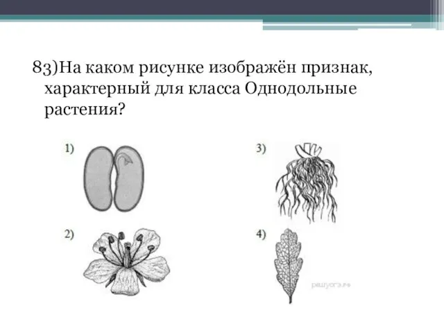 83)На каком рисунке изображён признак, характерный для класса Однодольные растения?