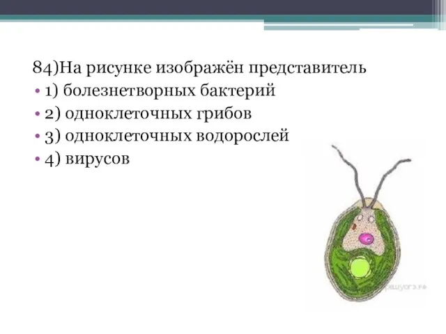 84)На рисунке изображён представитель 1) болезнетворных бактерий 2) одноклеточных грибов 3) одноклеточных водорослей 4) вирусов