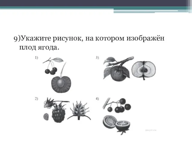 9)Укажите рисунок, на котором изображён плод ягода.