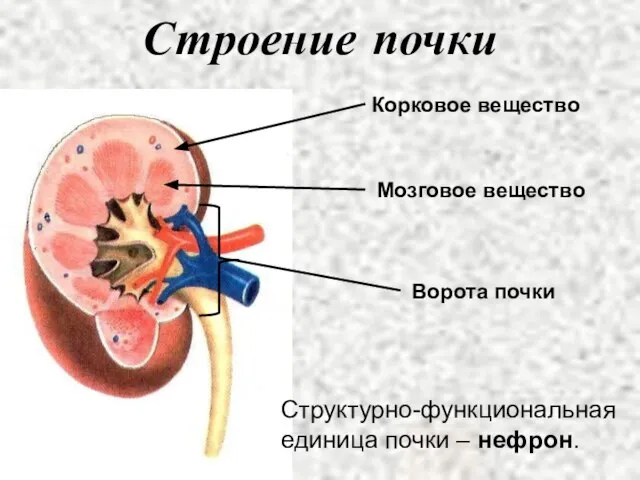 Строение почки Структурно-функциональная единица почки – нефрон. Ворота почки Корковое вещество Мозговое вещество