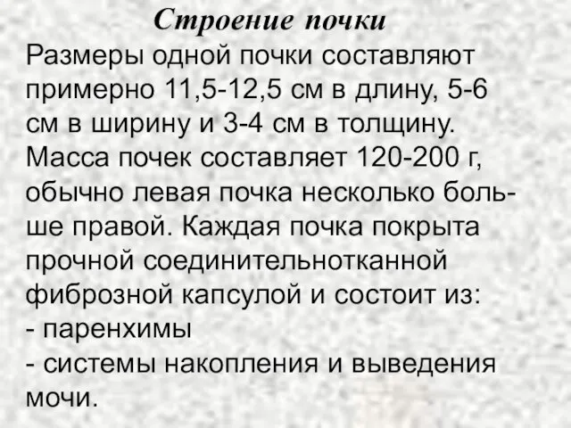 Строение почки Размеры одной почки составляют примерно 11,5-12,5 см в длину,