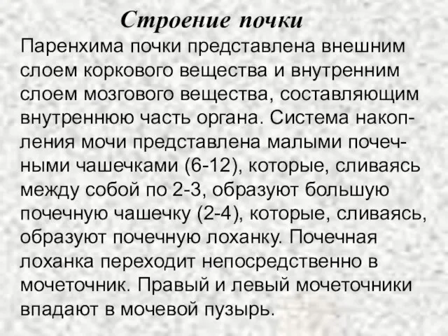 Строение почки Паренхима почки представлена внешним слоем коркового вещества и внутренним