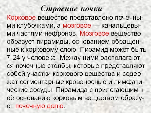 Строение почки Корковое вещество представлено почечны-ми клубочками, а мозговое — канальцевы-ми