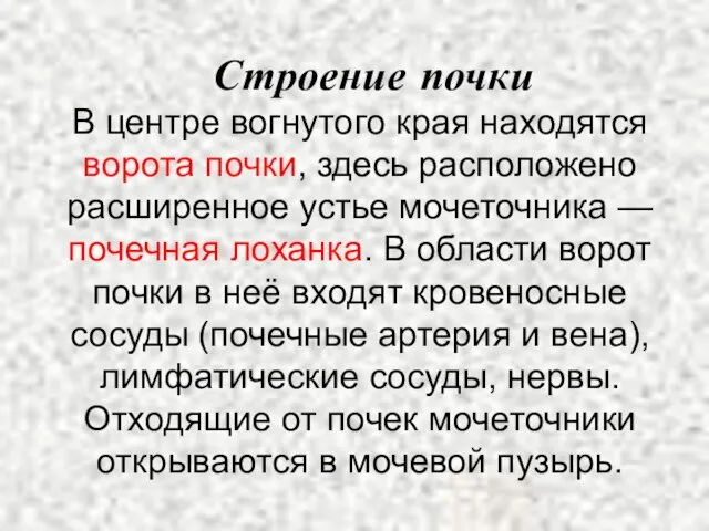 Строение почки В центре вогнутого края находятся ворота почки, здесь расположено