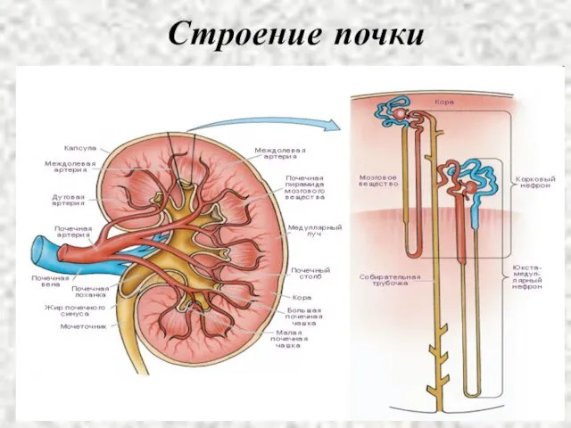 Строение почки