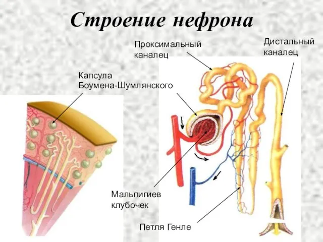 Строение нефрона Капсула Боумена-Шумлянского Проксимальный каналец Дистальный каналец Петля Генле Мальпигиев клубочек
