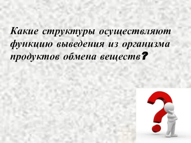 Какие структуры осуществляют функцию выведения из организма продуктов обмена веществ?