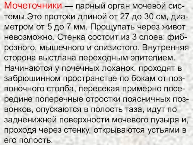 Мочеточники — парный орган мочевой сис-темы.Это протоки длиной от 27 до