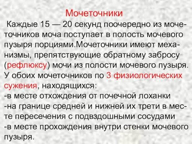 Мочеточники Каждые 15 — 20 секунд поочередно из моче-точников моча поступает