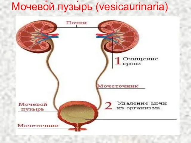 Мочево́й пузы́рь (vesicaurinaria) Мочеточники