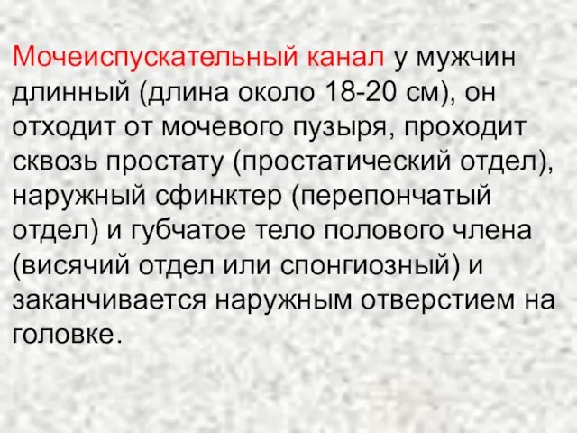 Мочеиспускательный канал у мужчин длинный (длина около 18-20 см), он отходит