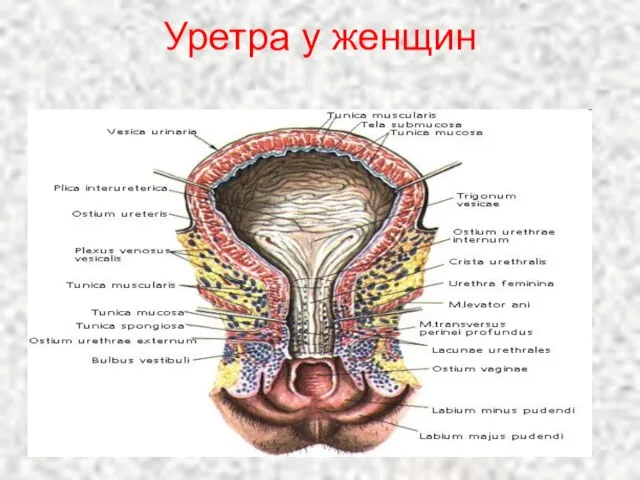 Уретра у женщин