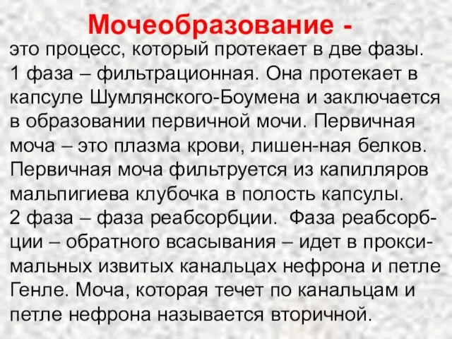 Мочеобразование - это процесс, который протекает в две фазы. 1 фаза