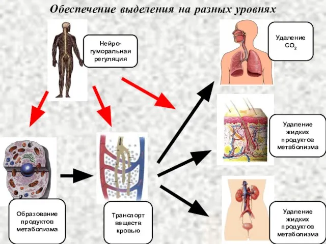 Обеспечение выделения на разных уровнях Образование продуктов метаболизма Транспорт веществ кровью