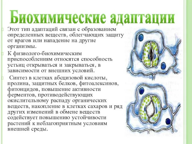 Биохимические адаптации Этот тип адаптаций связан с образованием определенных веществ, облегчающих