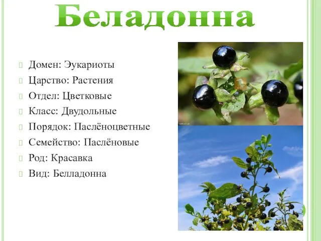 Беладонна Домен: Эукариоты Царство: Растения Отдел: Цветковые Класс: Двудольные Порядок: Паслёноцветные