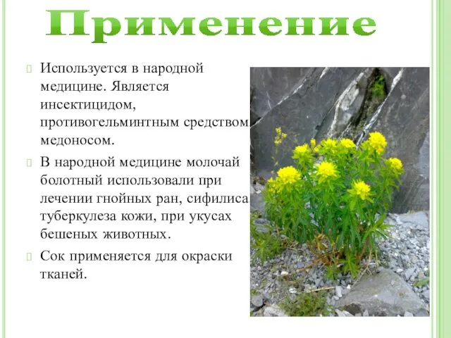 Применение Используется в народной медицине. Является инсектицидом, противогельминтным средством, медоносом. В