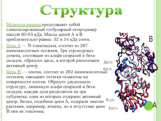 Структура Молекула рицина представляет собой гликозилированный глобулярный гетеродимер массой 60-65 кДа.