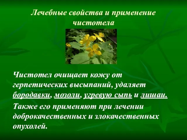 Лечебные свойства и применение чистотела Чистотел очищает кожу от герпетических высыпаний,