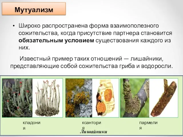 Широко распространена форма взаимополезного сожительства, когда присутствие партнера становится обязательным условием