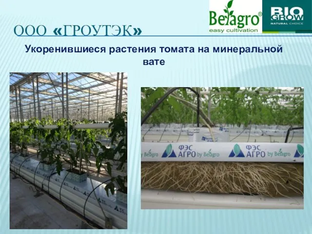 ООО «ГРОУТЭК» Укоренившиеся растения томата на минеральной вате