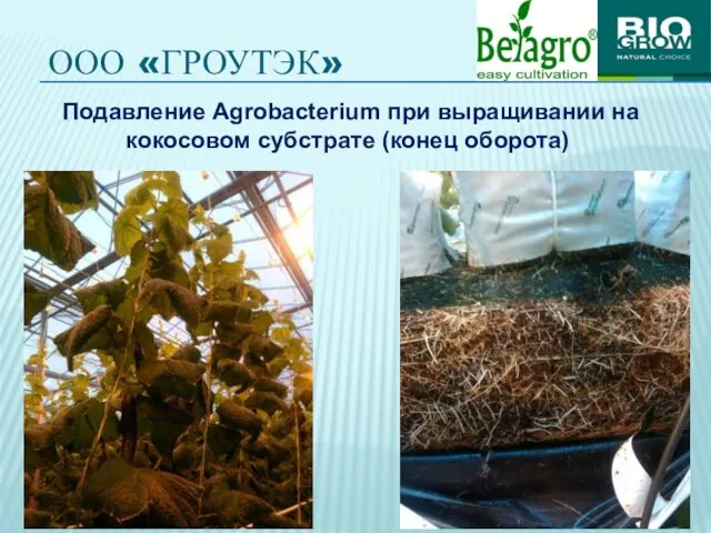 ООО «ГРОУТЭК» Подавление Agrobacterium при выращивании на кокосовом субстрате (конец оборота)