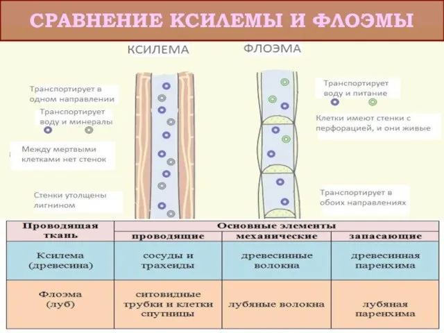 СРАВНЕНИЕ КСИЛЕМЫ И ФЛОЭМЫ