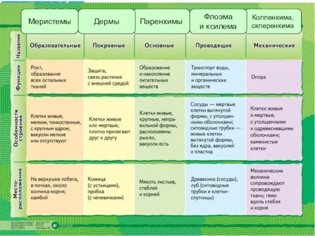 Меристемы Колленхима, склеренхима Паренхимы Дермы Флоэма и ксилема