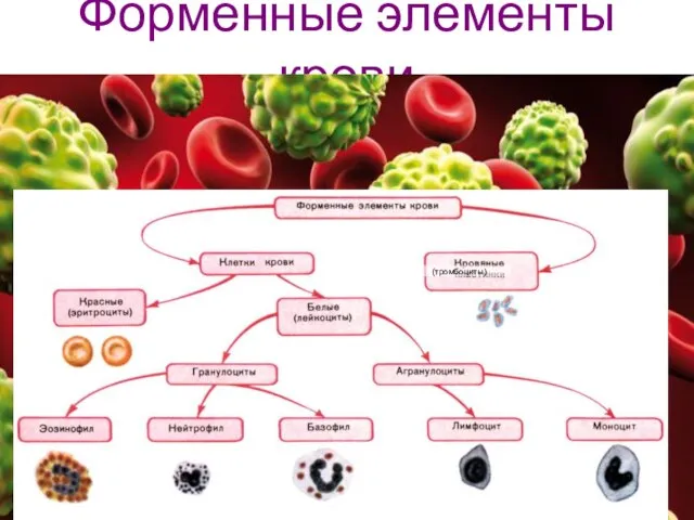 Форменные элементы крови (тромбоциты)