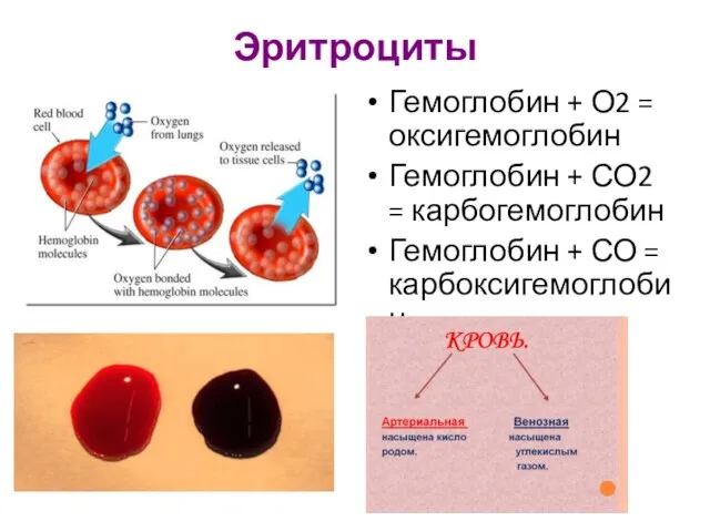 Эритроциты Гемоглобин + О2 = оксигемоглобин Гемоглобин + СО2 = карбогемоглобин Гемоглобин + СО = карбоксигемоглобин