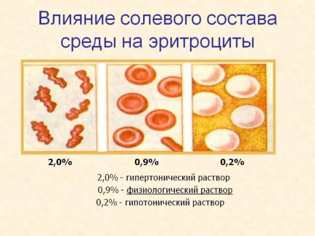 Эритроциты Зрелые клетки безъядерные Двояковыпуклые Высокоспециализированные Диаметр 7-10 мкм, толщина 2-2,5